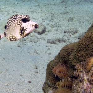 Smooth Trunkfish in Curacao