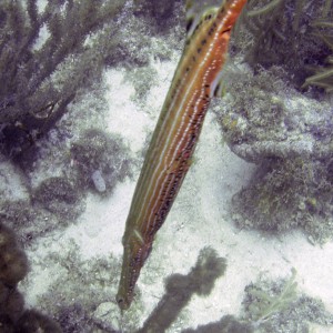 Trumpetfish in Curacao