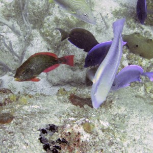 Parrotfish and Tangs at Little Buck Island, St. Croix