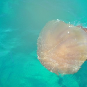 Giant Jelly in Japan