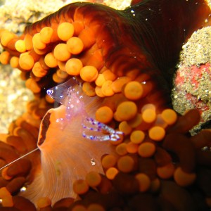 shrimp and anemone