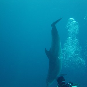Dolphin Pics