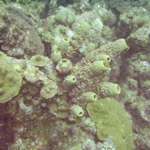 Green Tube Sponges