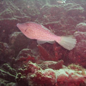 Pink File Fish