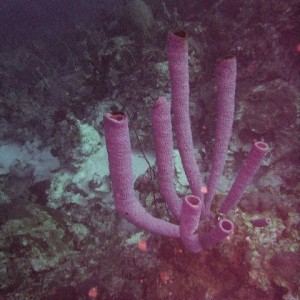 Purple Tube Sponge