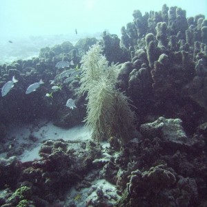 Sea Plume