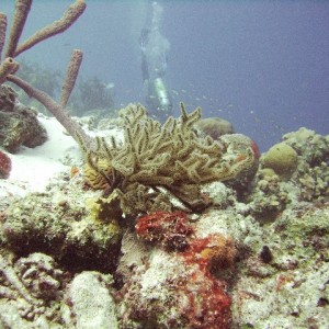 Sea Rod Coral bonaire