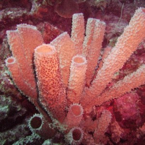 Spiky coral