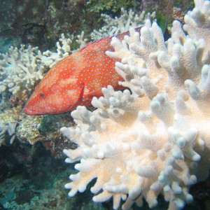 Coral Cod - Fiji