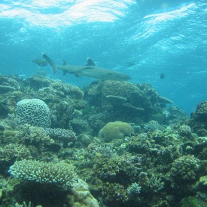 Whitetip reef shark - Fiji