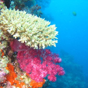 Corals - Fiji