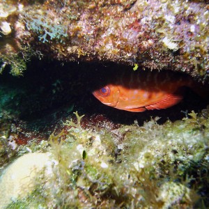 hidingfish