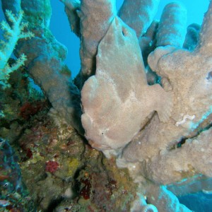 Frogfish_D
