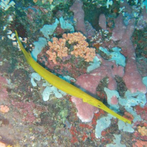 Trumpetfish_Yellow_A