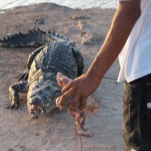 Belize Croc