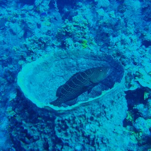 Grouper in Sponge, Grand Cayman