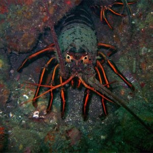 Anacapa-Lobster