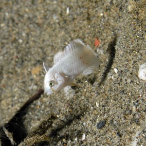 White Baby Razorfish