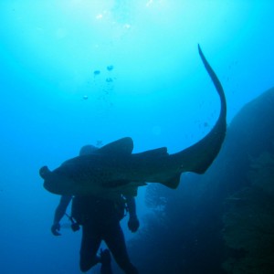 Leopard Shark & Diver
