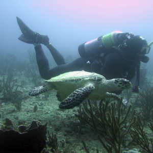 Scubakevdm and a hawksbill turtle
