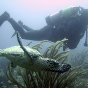 Scubakevdm and a hawksbill turtle (2)