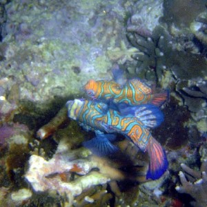 Mandarin Fish Mating (Synchiropus Splendidus)