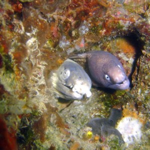 Two eels in a Pod
