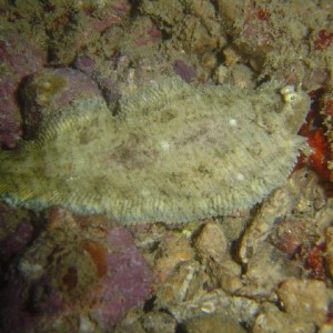 Flounder (Paralichthyus dentatus)