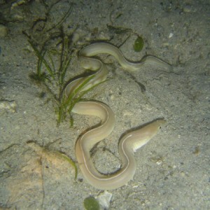 Eel Snake