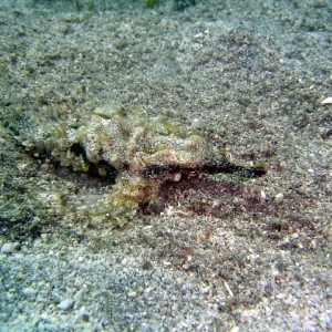 Short Dragonfish (Eurypegasus Draconis)
