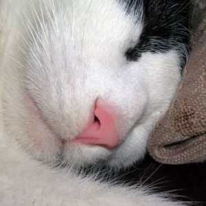 Cat Nose