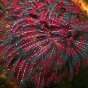 Feather Duster Tube Worm