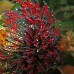 Feather Duster Tube Worm