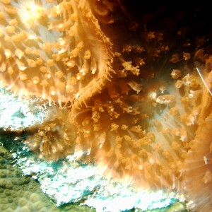 cleaner shimp on anemone