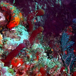 West Palm Beach Reef