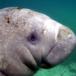 Close up of baby manatee by Jesse L.
