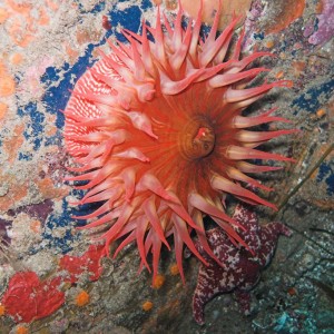 Red_Anemone