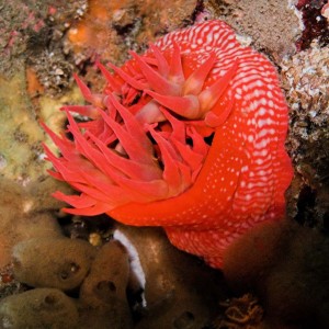 Red_Anemone_2