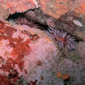 Sea_Urchins