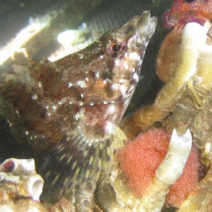 Painted Greenling / eggs