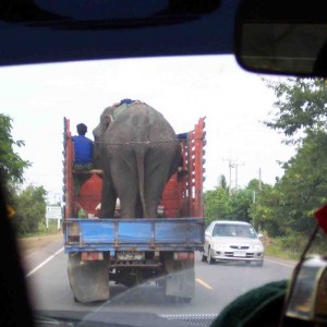 Elephant takin' a ride
