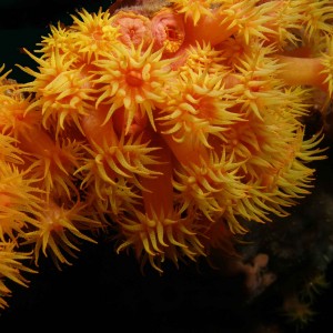 Tubastrea coral