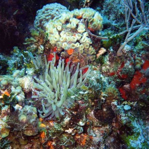 Sea Anemone on Reef