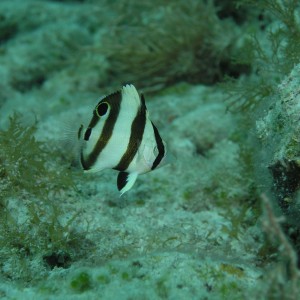 Juv banded Butterfly fish