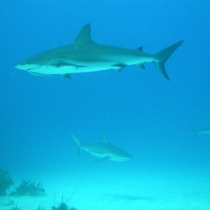 Shark 6