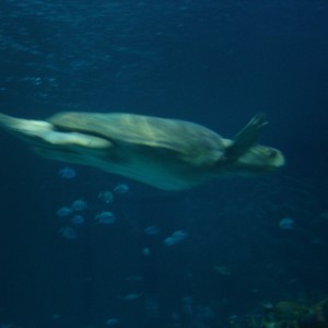 Fast moving sea turtle
