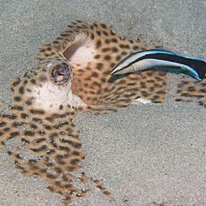 Leopard ray with cleaner wrasse