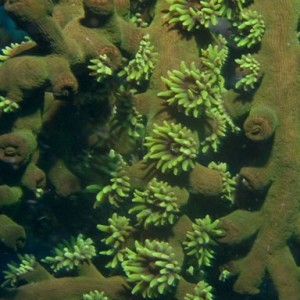 Tubastrea coral