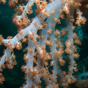 Dendrophyton soft coral