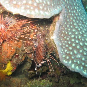 Mating lionfish?